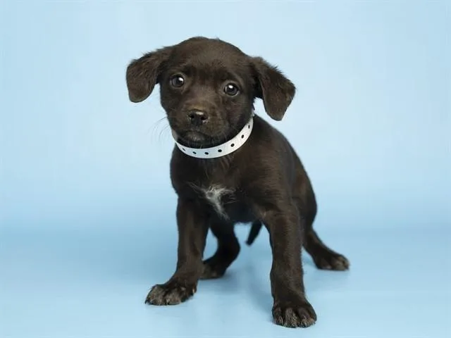 A baby small-sized female Pit Bull Terrier dog named Violet for adoption in Phoenix, AZ
