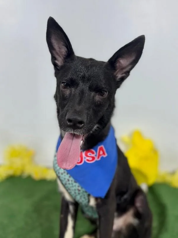 A baby medium-sized male Black Belgian Shepherd / Malinois dog named Sam for adoption in Carlsbad, CA