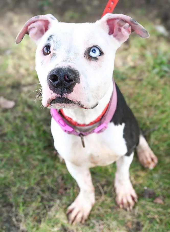 A young medium-sized female Pit Bull Terrier dog named Diamond for adoption in Perth Amboy, NJ