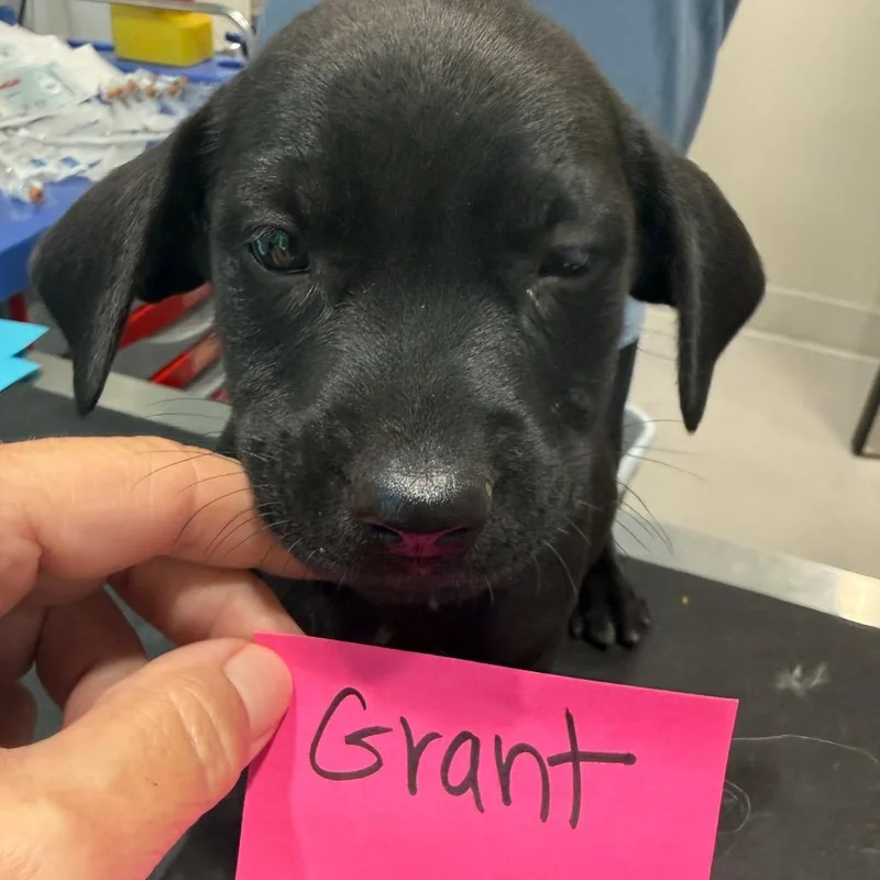 A baby medium-sized male Labrador Retriever dog named Grant for adoption in Cumming, GA