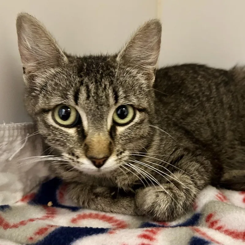 An adult medium-sized female Brown / Chocolate Domestic Short Hair cat named Truffle for adoption in St Joseph, MO