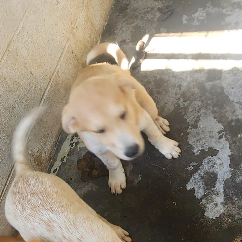 A baby small-sized male Anatolian Shepherd dog named CT Everest for adoption in Stormville, NY
