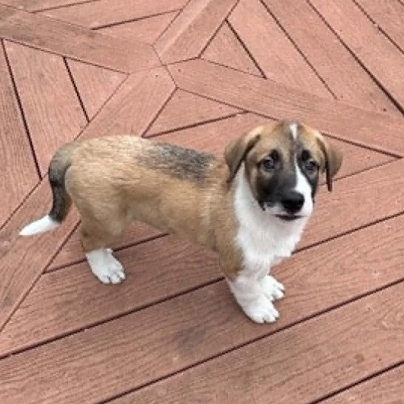 A baby large-sized male Tricolor (Brown, Black, & White) Anatolian Shepherd dog named Amos Rw for adoption in Austin, TX