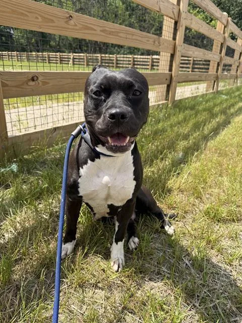 An adult medium-sized female Pit Bull Terrier dog named Princess for adoption in Indianapolis, IN