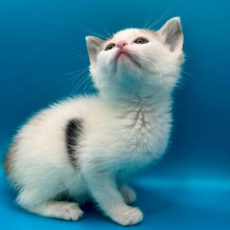 A baby small-sized female Calico Domestic Short Hair cat named Doo for adoption in Los Angeles, CA