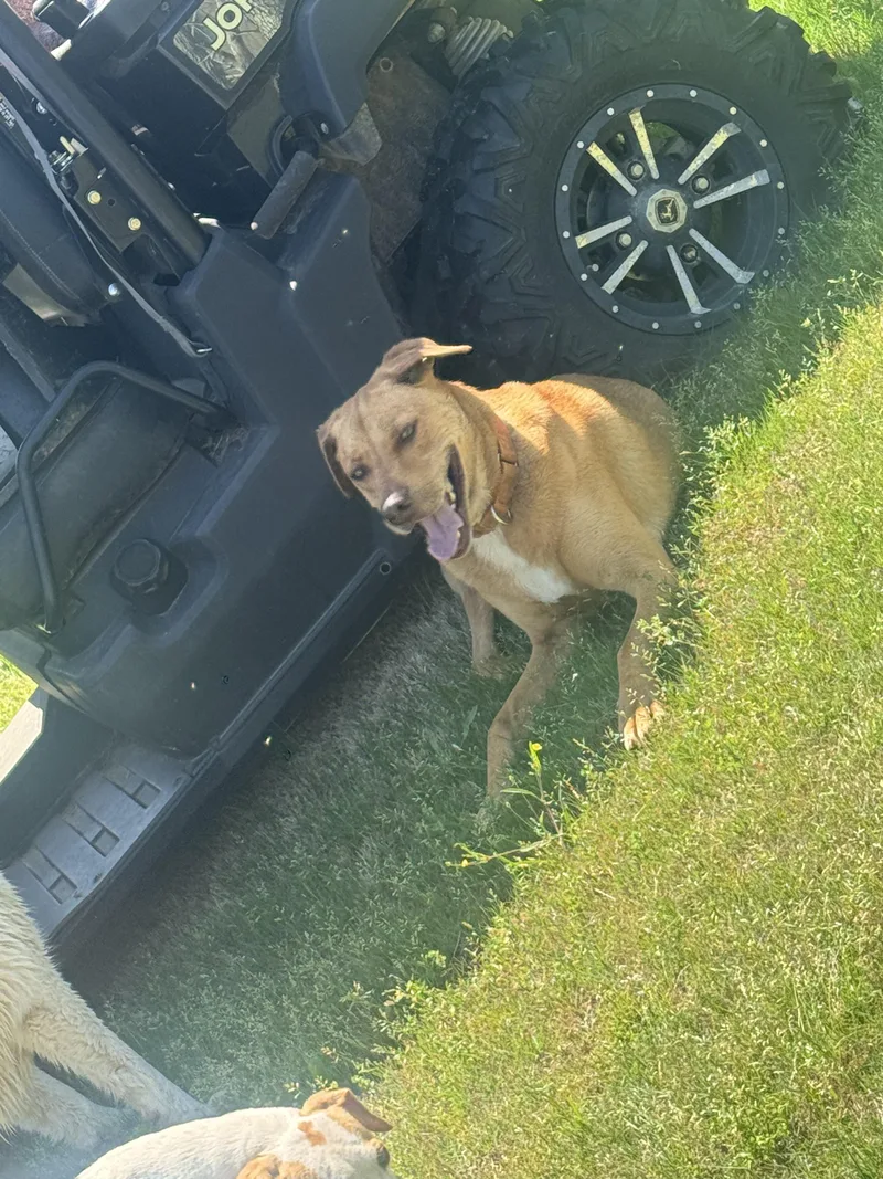 An adult medium-sized male Labrador Retriever dog named Poodie for adoption in Holly Springs, MS