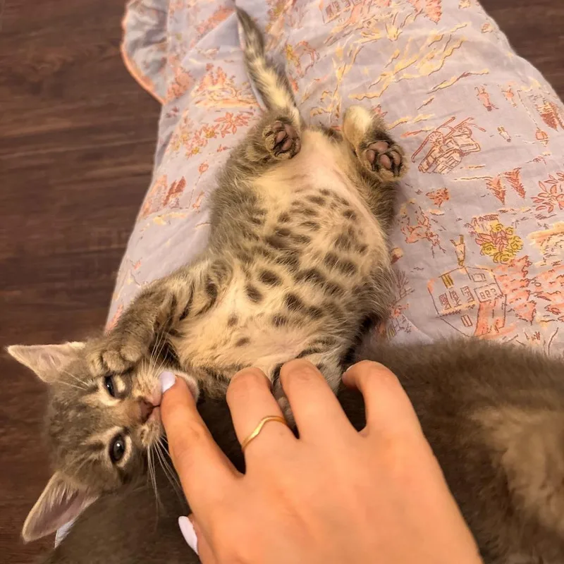 A baby small-sized female Gray / Blue / Silver Domestic Short Hair cat named Dipsy for adoption in New York, NY