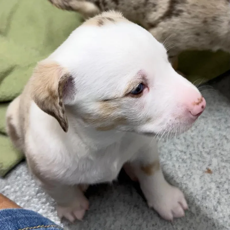 A baby small-sized male Mixed Breed dog named Vanilla Bean for adoption in Kingman, KS