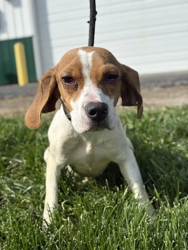 A young small-sized female Beagle dog named Wren for adoption in Lancaster, OH