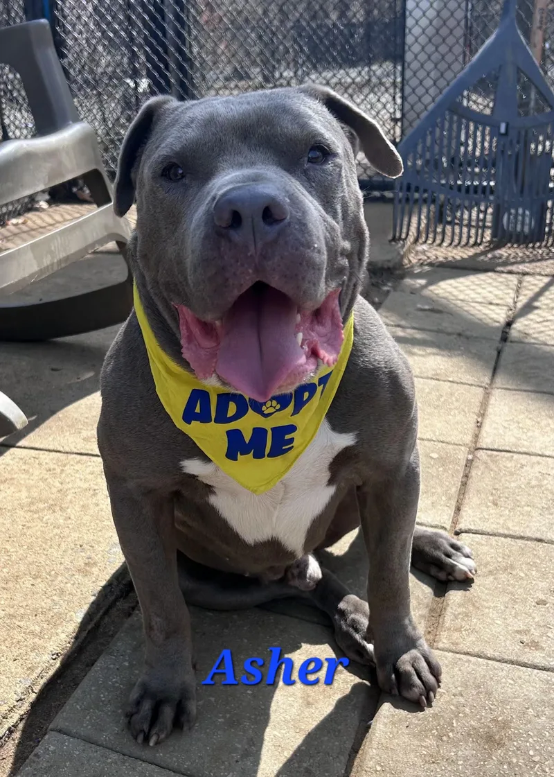 An adult large-sized male American Staffordshire Terrier dog named Asher for adoption in Old Bridge, NJ
