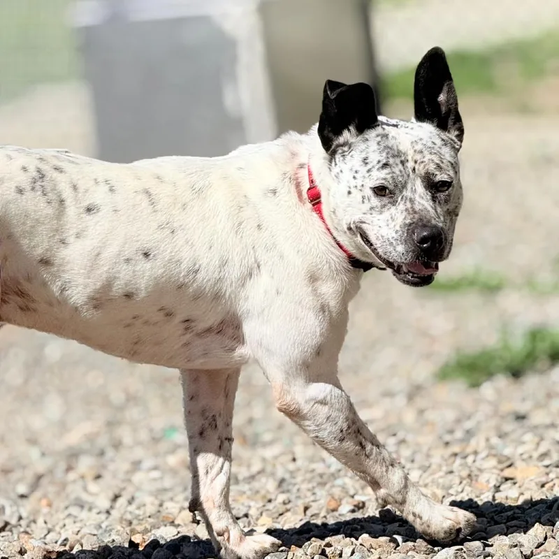 An adult medium-sized male White / Cream Cattle Dog dog named Spot for adoption in Fresno, CA