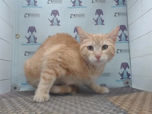 An adult small-sized female Domestic Short Hair cat named Tangelo for adoption in Orlando, FL