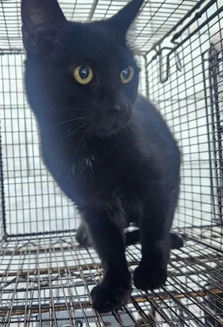 A young large-sized female Domestic Short Hair cat named Roo for adoption in Fort Lauderdale, FL