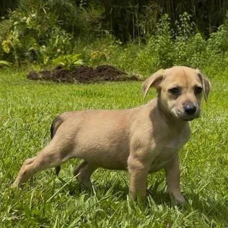 A baby small-sized female Brown / Chocolate Mixed Breed dog named Brewery Litter: Le'ahi for adoption in Keaau, HI