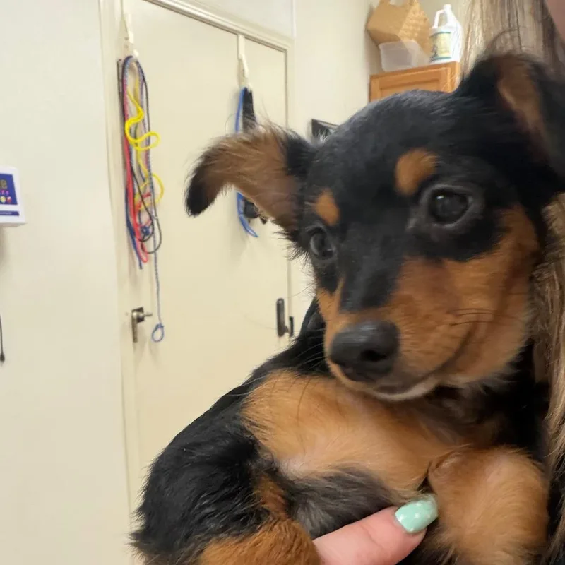 A young small-sized female Black Mixed Breed dog named Tallulah for adoption in Pekin, IL