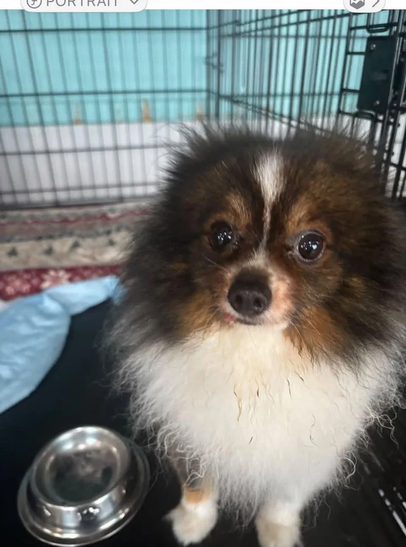 An adult small-sized male Pomeranian dog named Pong Pong for adoption in Ozone Park, NY