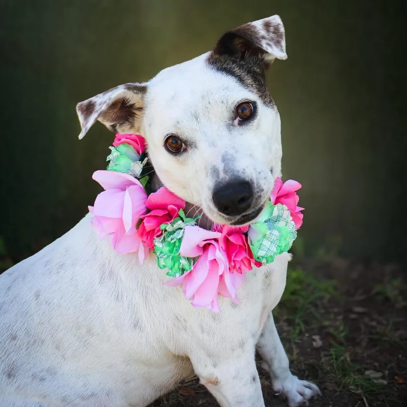 An adult medium-sized female White / Cream Mixed Breed dog named Furiosa for adoption in Lake Jackson, TX