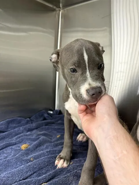 A baby small-sized male Pit Bull Terrier dog named Augustus for adoption in Indianapolis, IN