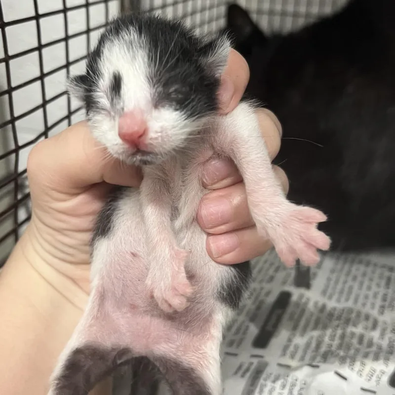 A baby small-sized female Black Domestic Short Hair cat named Janelle for adoption in Edinburg, TX