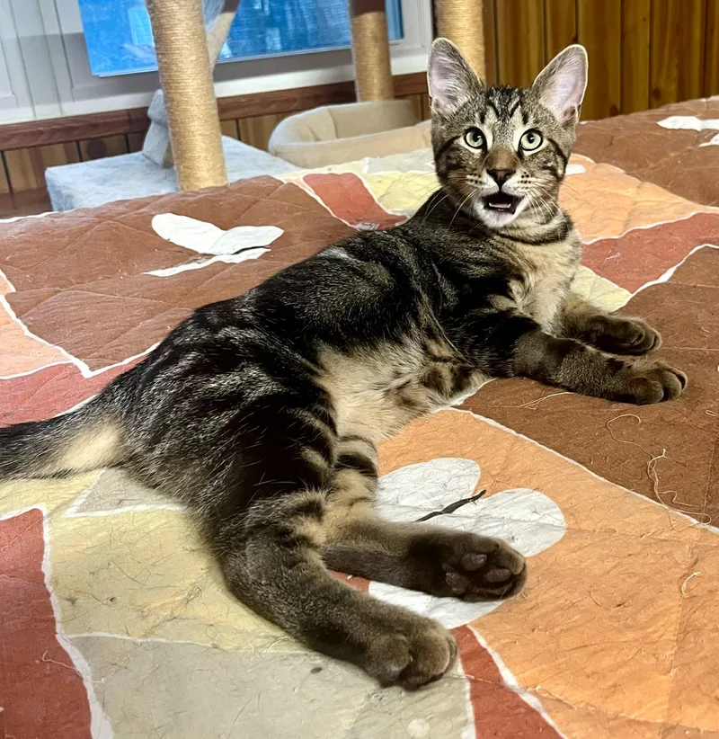 A young medium-sized male Tabby (Tiger Striped) Domestic Short Hair cat named Merlin for adoption in Franklin, IN