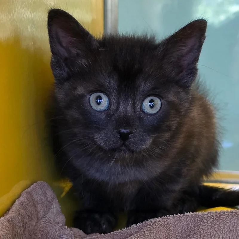 Pumpernickel thumbnail 3