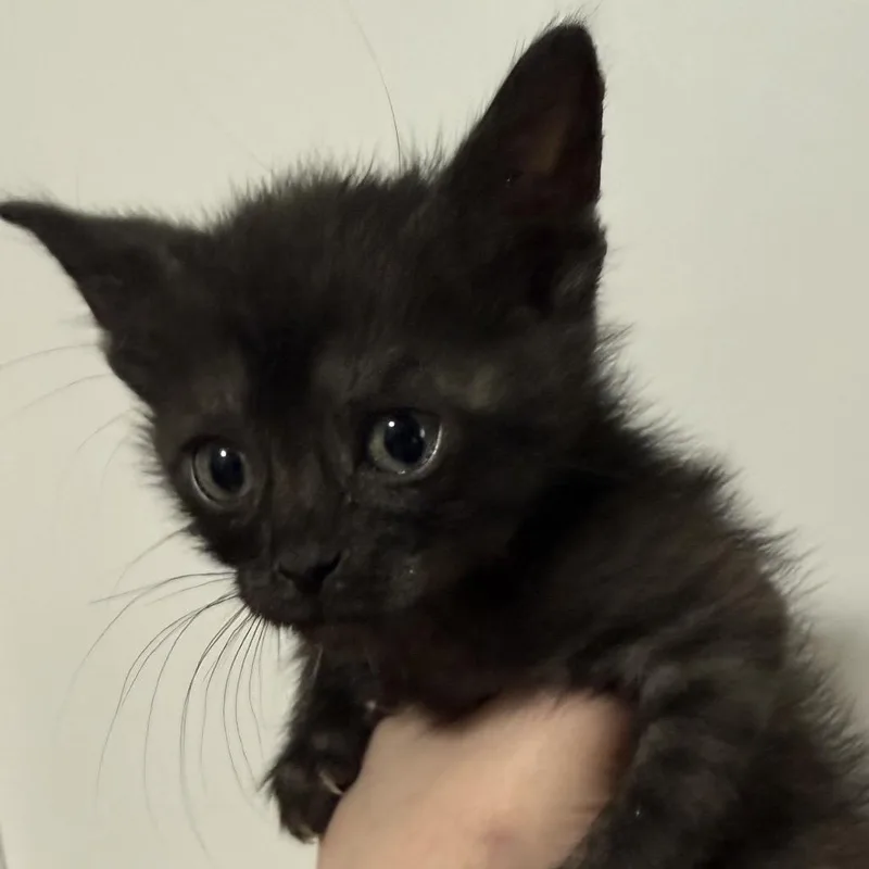 Pumpernickel thumbnail 4