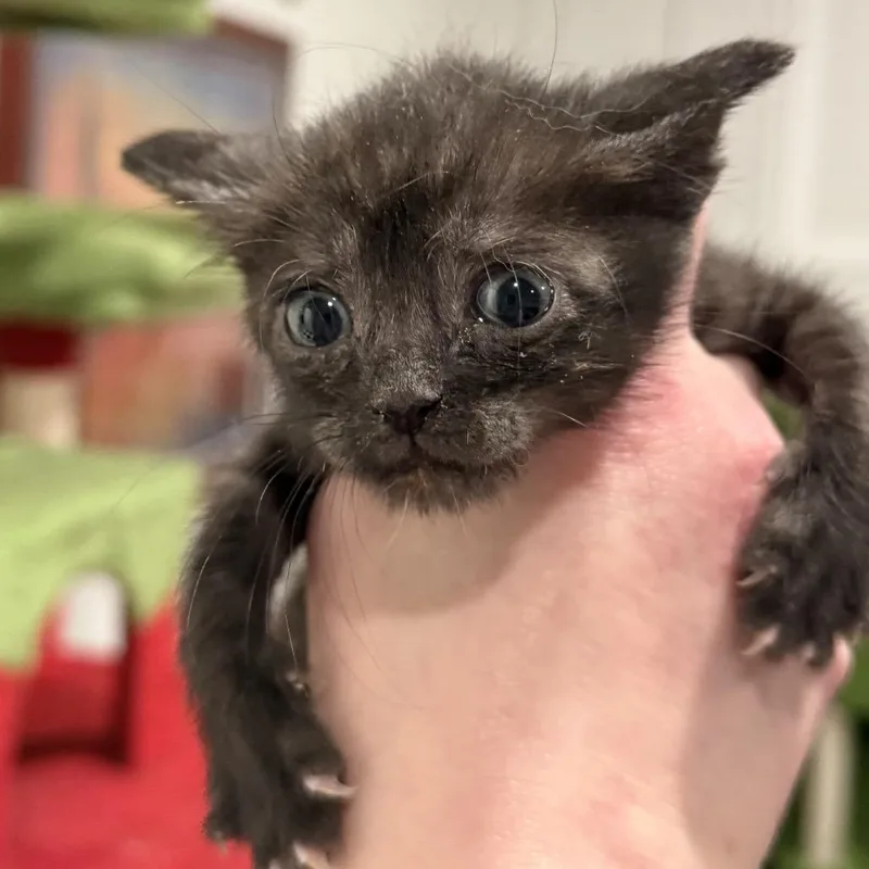 Pumpernickel thumbnail 5