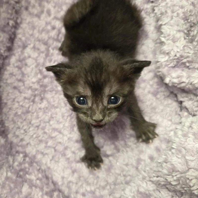 Pumpernickel thumbnail 6