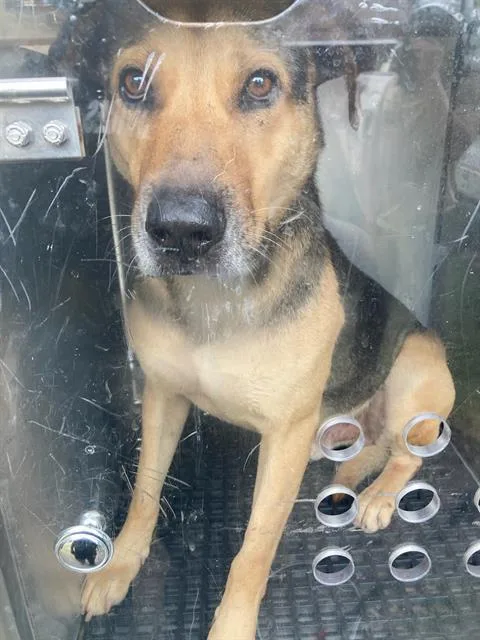An adult large-sized male Mixed Breed dog named Rocky for adoption in Dallas, TX