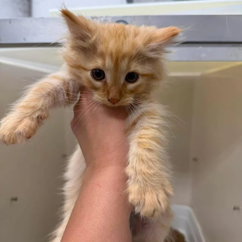 A baby small-sized male Orange / Red Domestic Long Hair cat named Ryder for adoption in Rocky Mount, VA