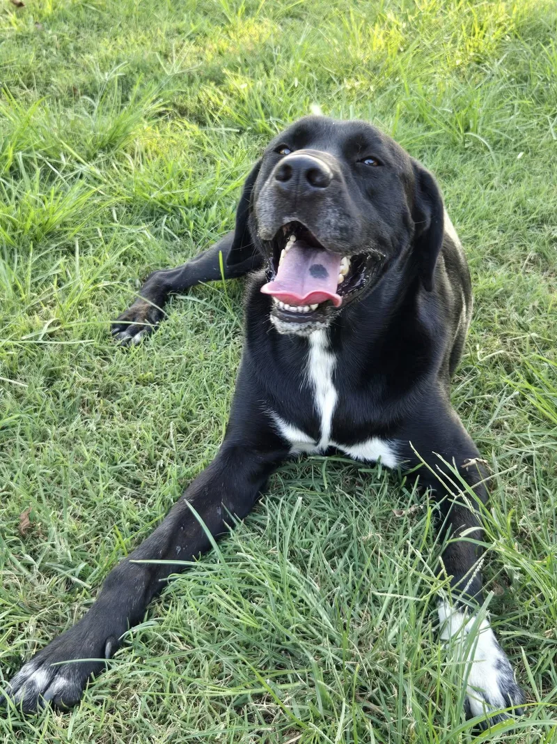 Apollo