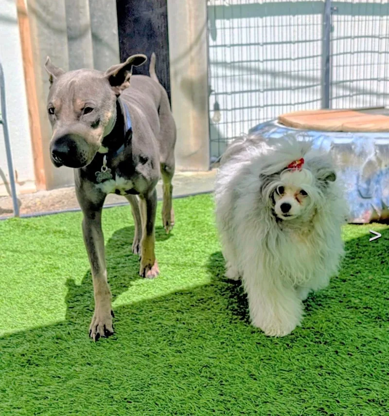 Chapo Is Very Friendly