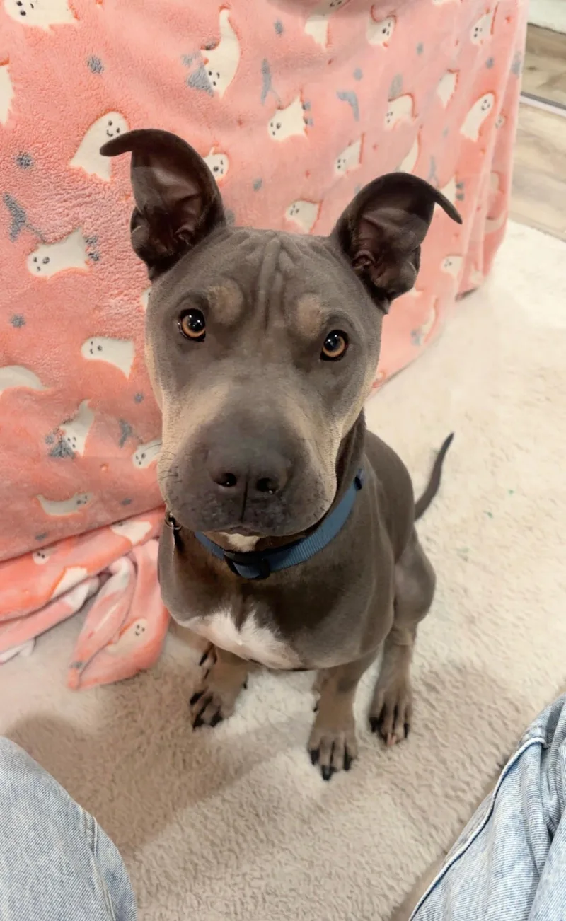 Chapo Is Very Friendly thumbnail 2