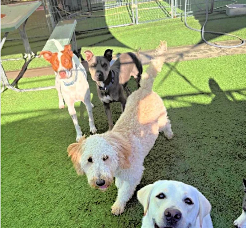 Chapo Is Very Friendly thumbnail 3