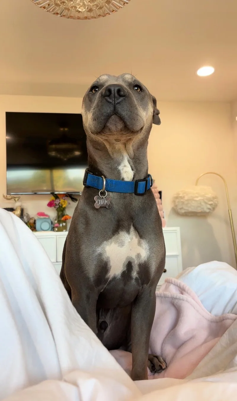 Chapo Is Very Friendly thumbnail 4