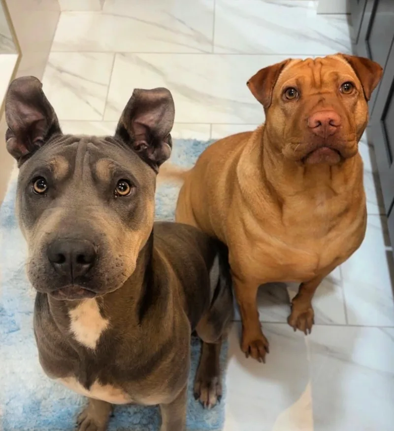 Chapo Is Very Friendly thumbnail 6