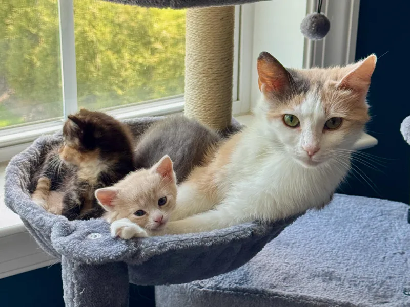 An adult medium-sized female Domestic Short Hair cat named Rita for adoption in Bethel Park, PA