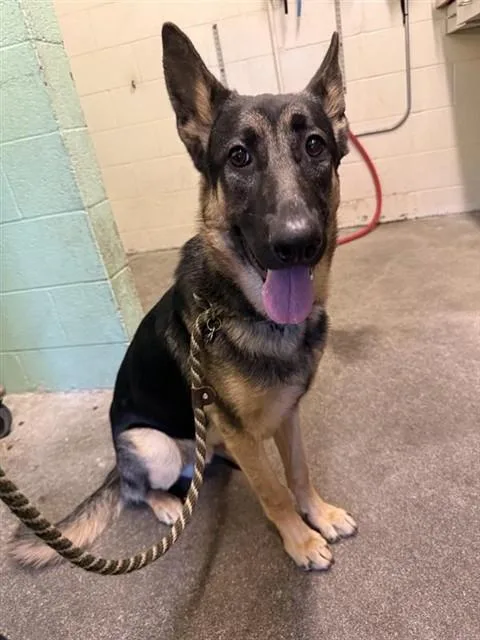 A young medium-sized male German Shepherd Dog dog named Papa for adoption in Sacramento, CA