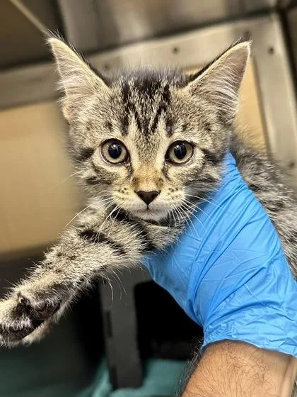 A baby medium-sized female Buff / Tan / Fawn Domestic Short Hair cat named Watergirl for adoption in Wichita, KS