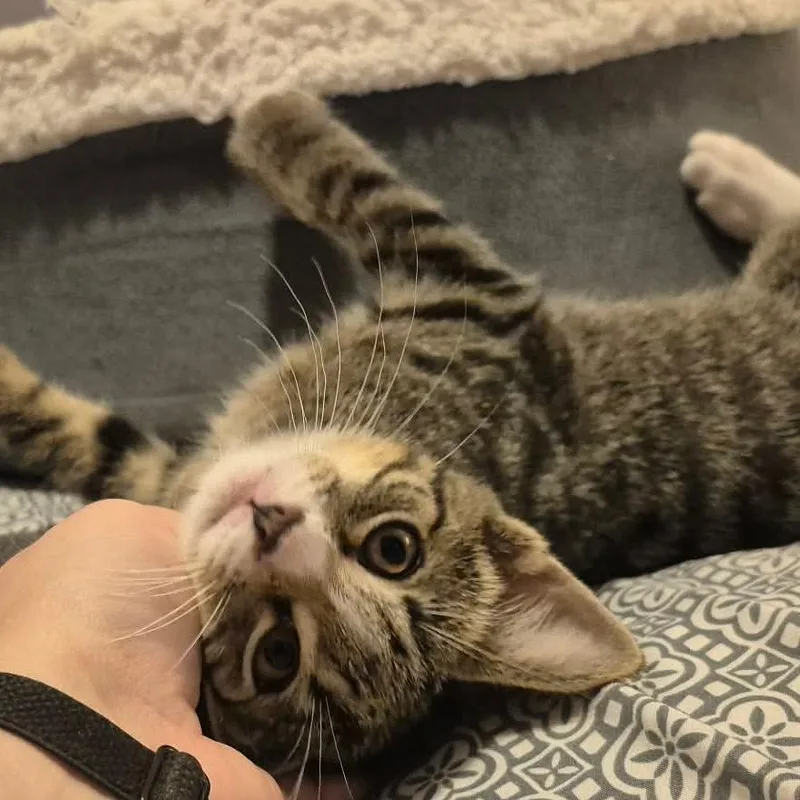 A baby small-sized male Brown / Chocolate Domestic Short Hair cat named Biscuit for adoption in Hanna City, IL