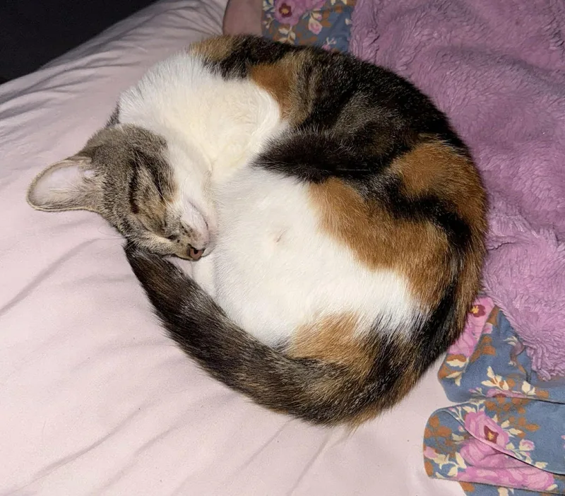 A young medium-sized female Calico Domestic Short Hair cat named Pinta for adoption in Aberdeen, NC