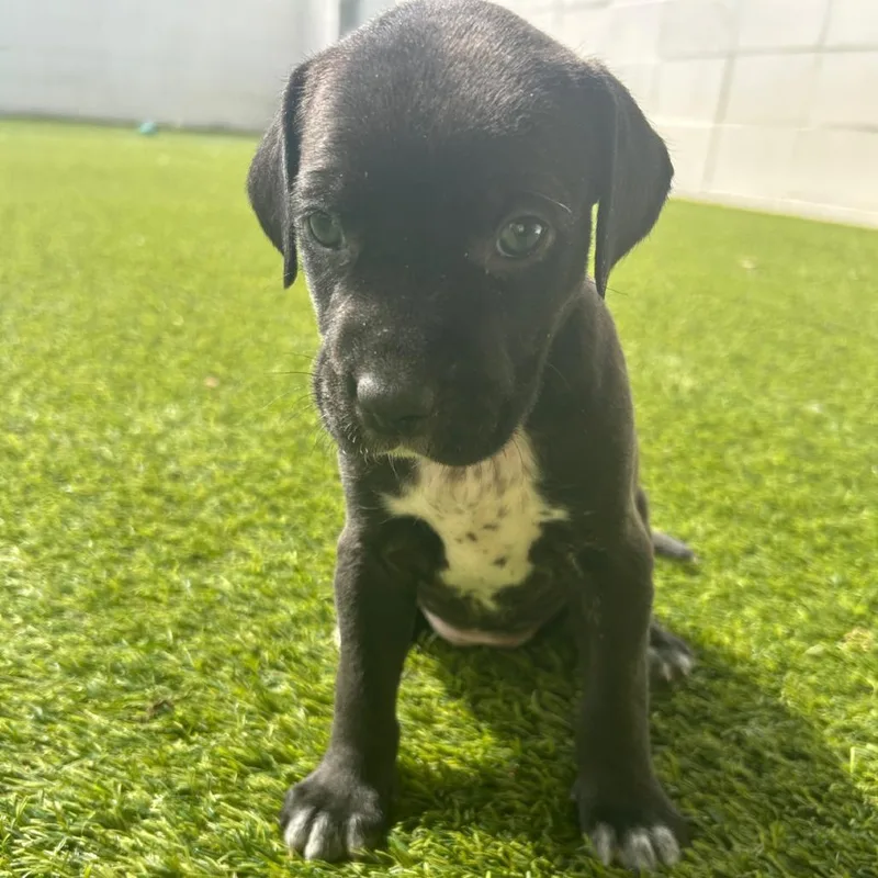 A baby small-sized female Black Mixed Breed dog named Tres for adoption in LOXAHATCHEE, FL