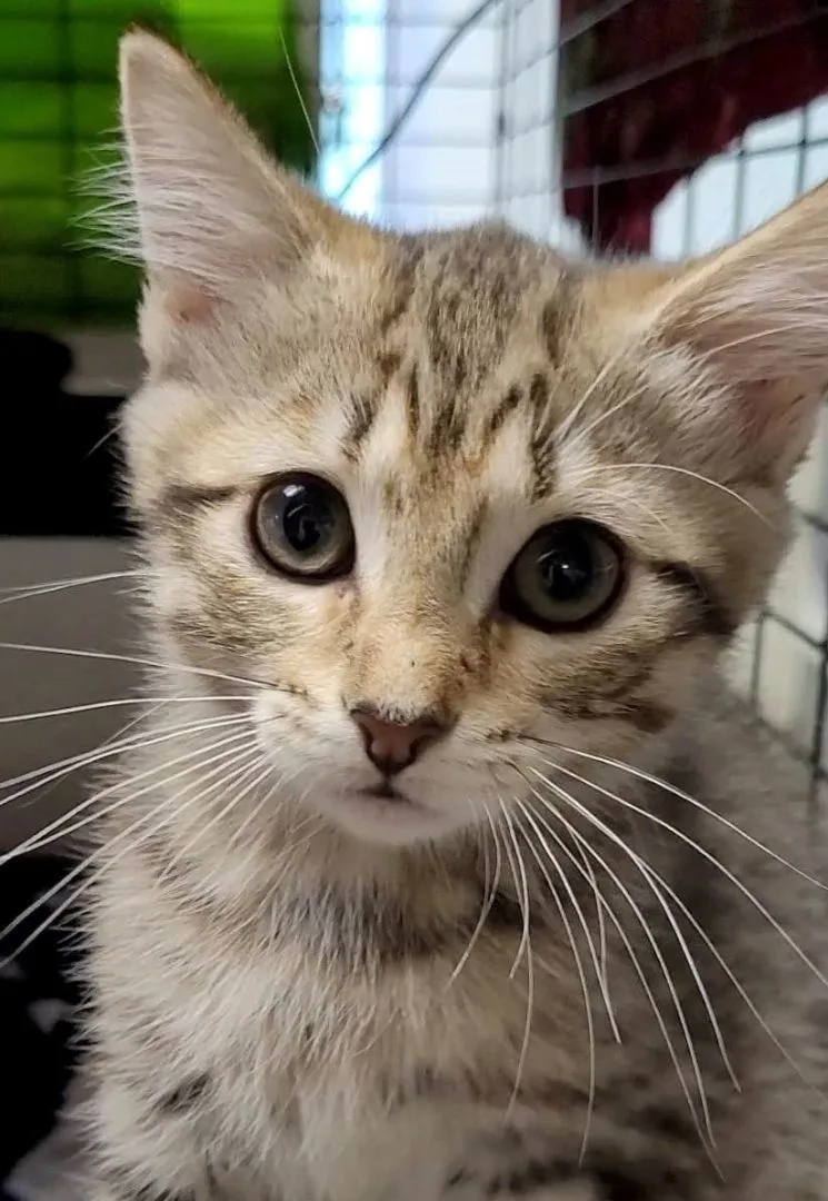 Yennefer thumbnail 2