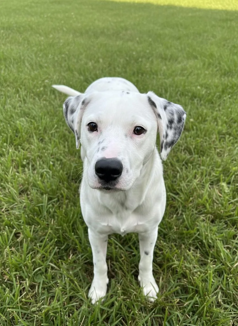 Cooper