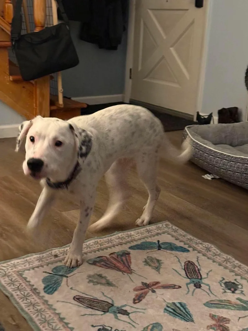 Cooper thumbnail 2