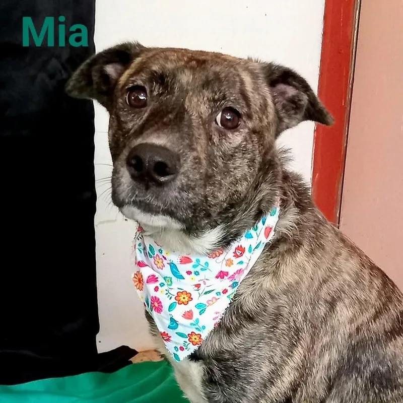 Mia