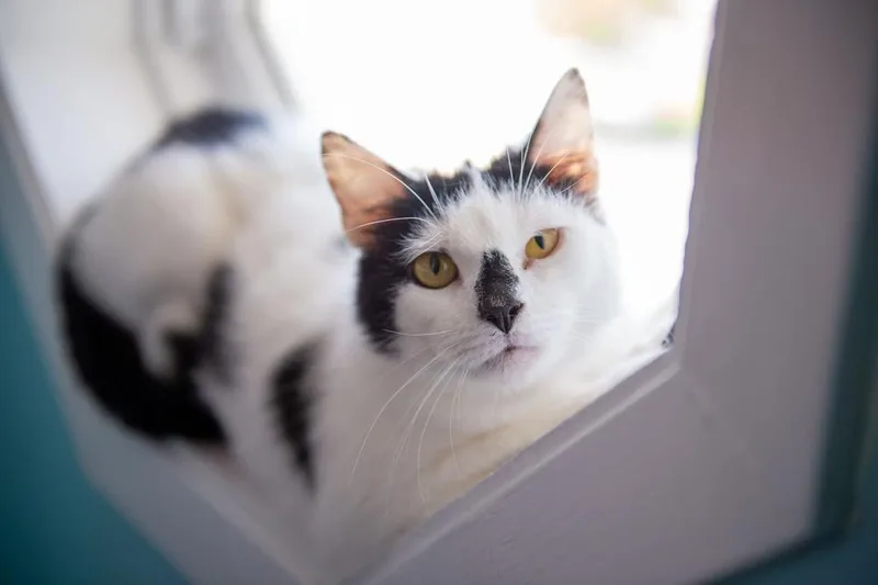 An adult medium-sized female Black & White / Tuxedo Domestic Short Hair cat named Frenchie for adoption in Norristown, PA