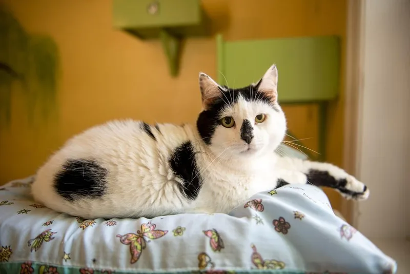 Frenchie thumbnail 2