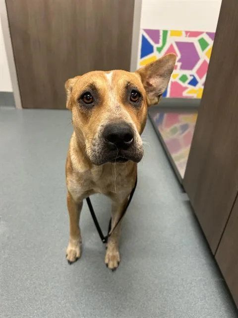 A young medium-sized female Labrador Retriever dog named Eclair for adoption in Baytown, TX
