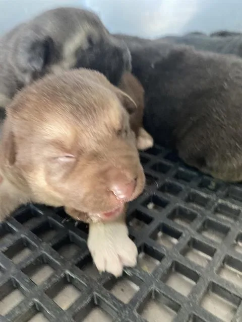 A baby small-sized female Mixed Breed dog named Saturn for adoption in Dallas, TX